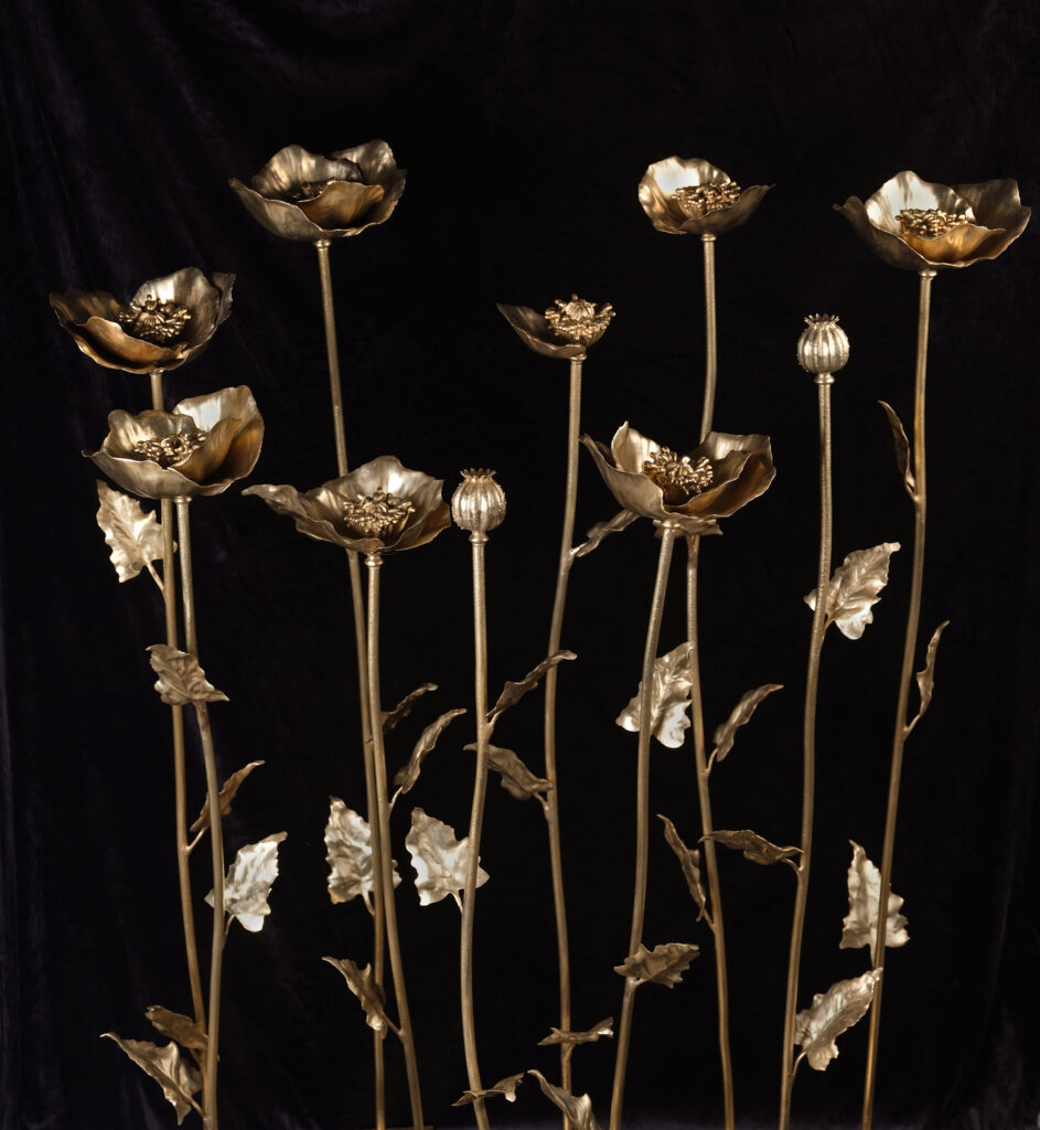 Opium Poppies