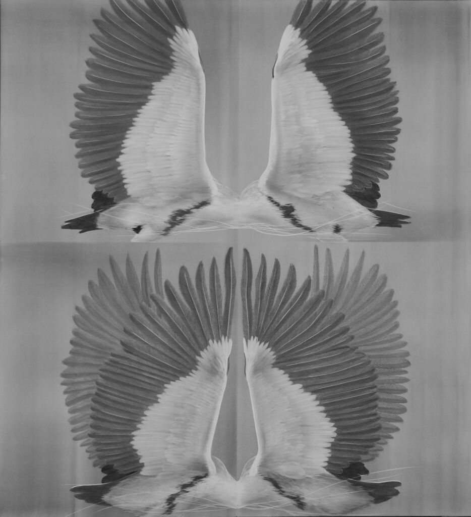 K28969 Garza Mora (Ardea Cocoi)