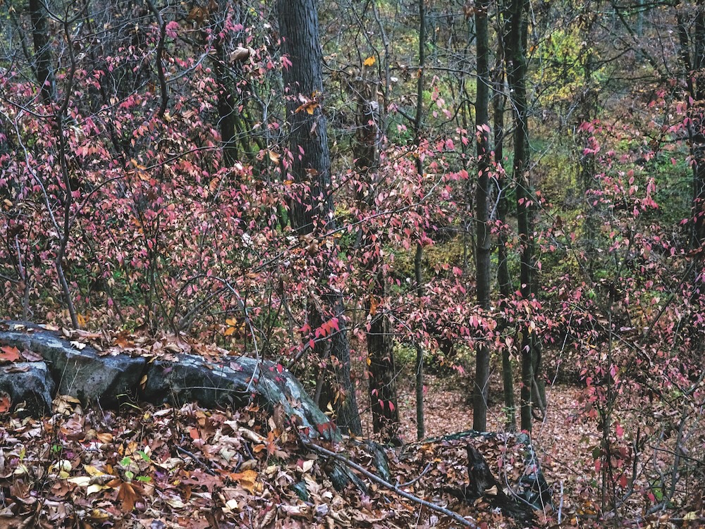 K30218 Autumn leaves (pink)