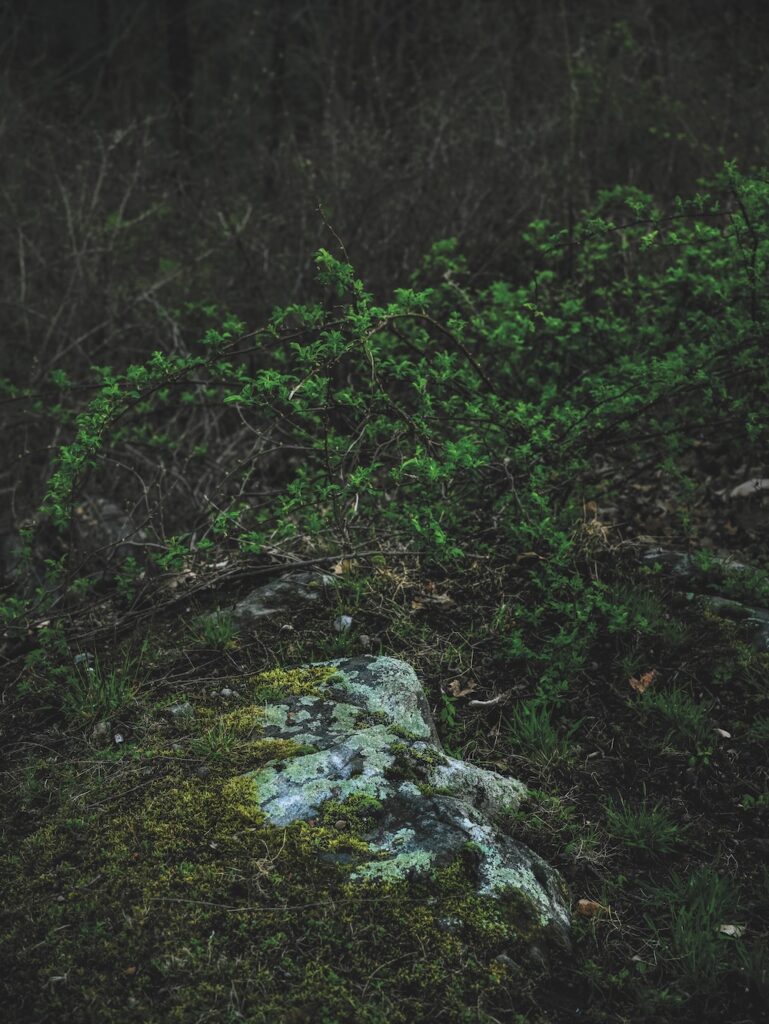 K30220 Rock and green plants